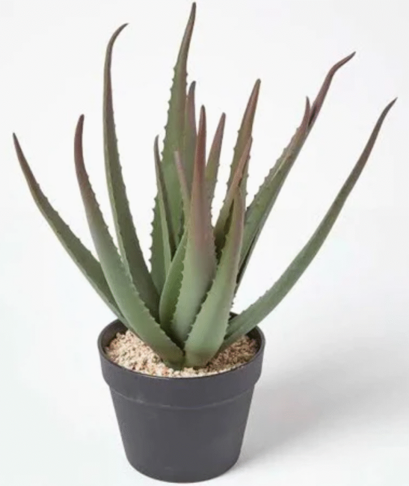 Aloe Vera plant