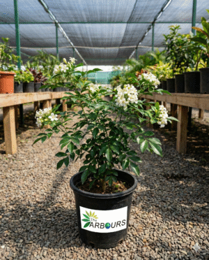 Madhukamini (Kamini Plant / Orange Jasmine)