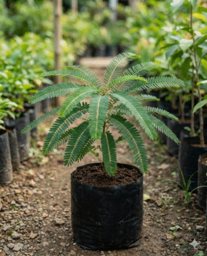 Awala / Amla Plant (Indian Gooseberry)