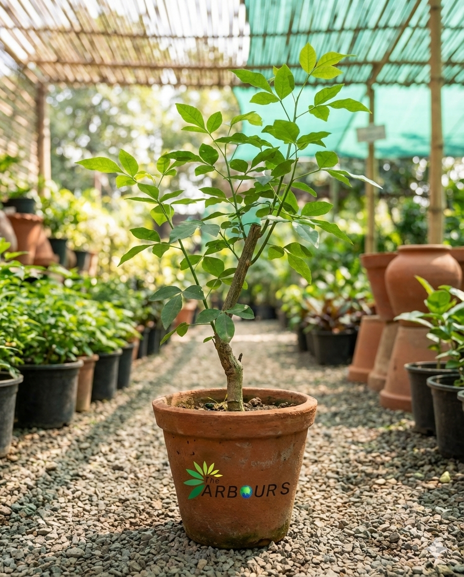 Bel Patra Plant (Bael / Bilva)