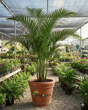 Palm Areca (Golden Cane Palm)