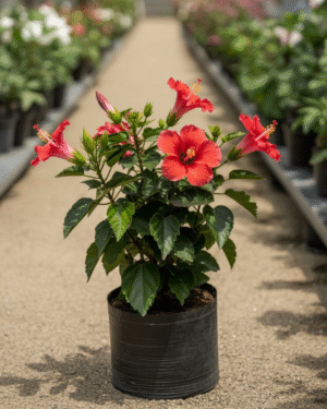 Gudhal Plant (Hibiscus Rosa-Sinensis)