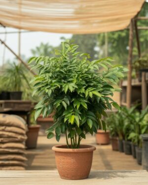 Curry Leaf Plant (Murraya koenigii)