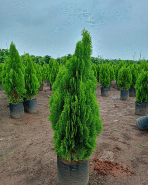Mayurpankh Plant (Sweet Potato Vine)