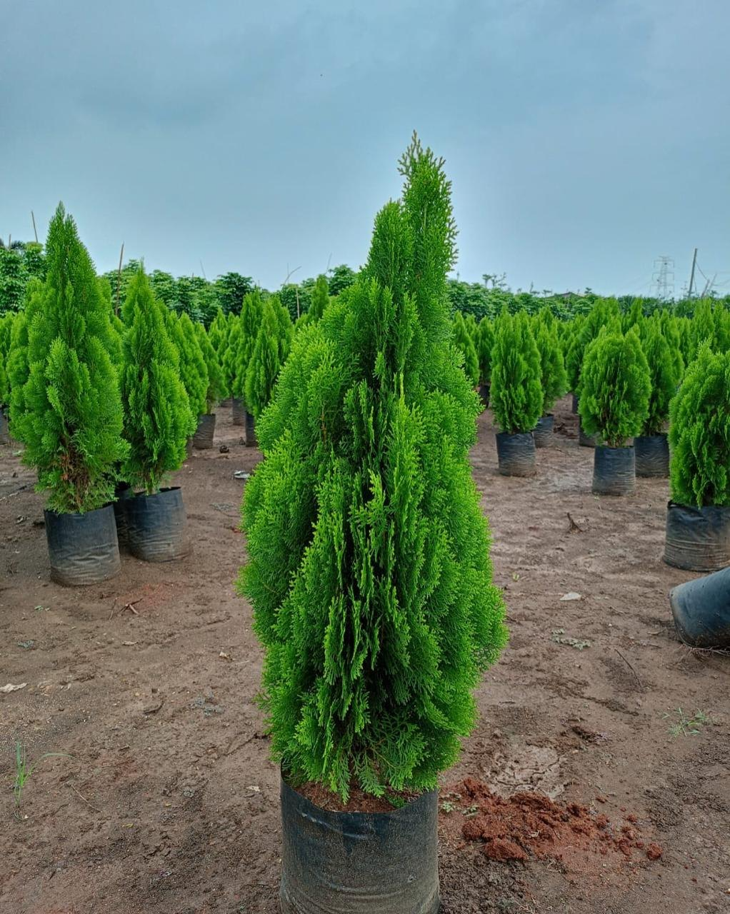 Mayurpankh Plant (Sweet Potato Vine)