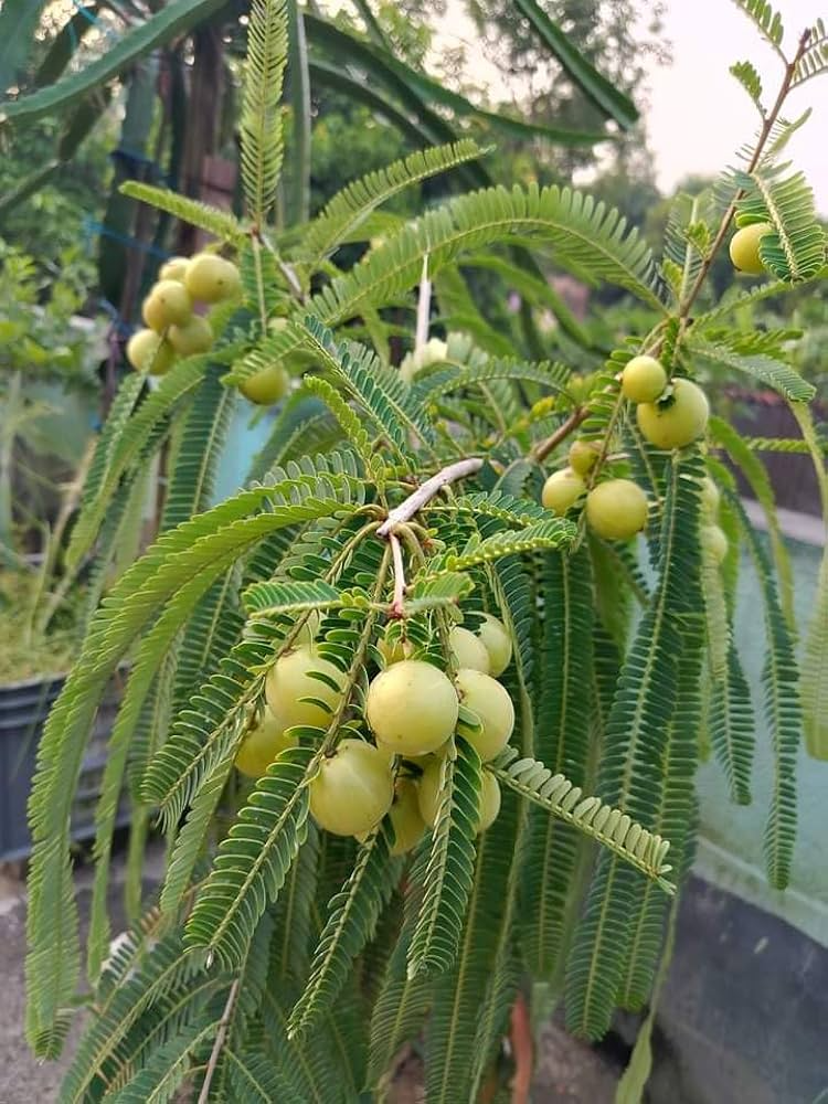 Awala / Amla Plant (Indian Gooseberry) - Image 2