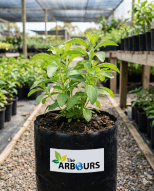 Stevia (Sweet Leaf / Meethi Patti) Live Plant – Natural Sugar Substitute | Medicinal | Home Garden Herb