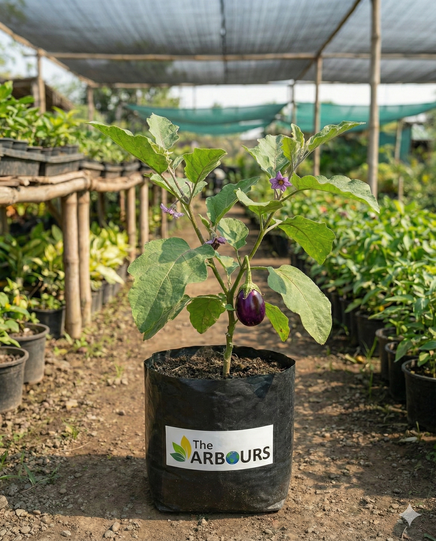 Healthy Baingan Brinjal live plant in nursery pot with Arbours branding β vegetable plant for home kitchen gardening and balcony farming.