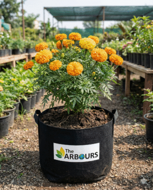 Live Genda Phool (Marigold) plant in black pot with Arbours branding — Vastu flowering plant for home garden and temple use.