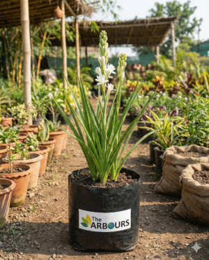 Live Rajnigandha Tuberose plant in black pot with Arbours branding — fragrant white flowering plant for home and landscaping