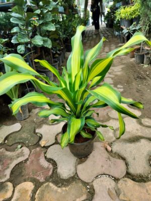 Draswnia (Dracaena) indoor plant for home and office in Noida and Delhi
