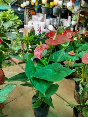 Althoniume (Anthurium) indoor flowering plant for home and office in Noida and Delhi