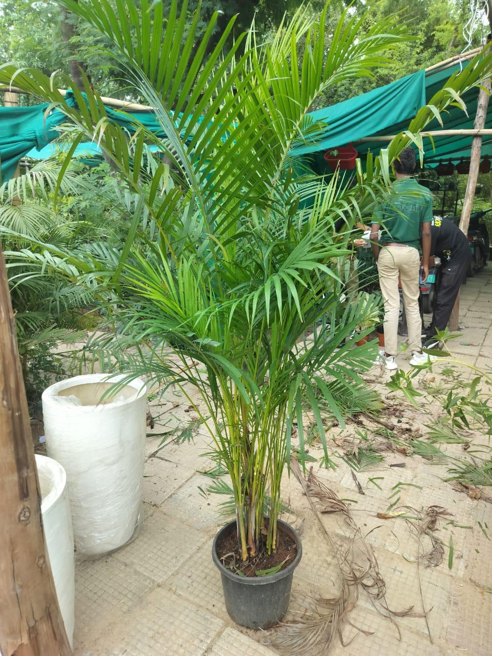 Arica Palm (Areca Palm) indoor plant for home and office in Noida and Delhi