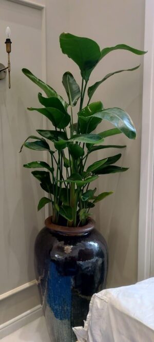 Bird of Paradise indoor plant for home and office in Noida and Delhi