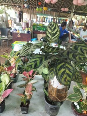 Kaletia (Calathea) indoor plant for home and office in Noida and Delhi
