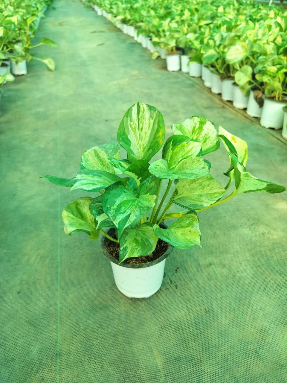 Marbal Money Plant (Marble Money Plant) indoor plant for home and office in Noida and Delhi