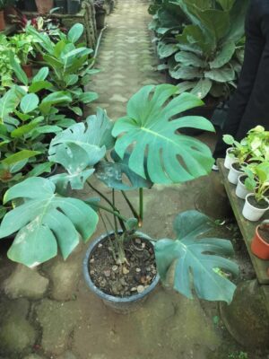 Monistera (Monstera) indoor plant for home and office in Noida and Delhi