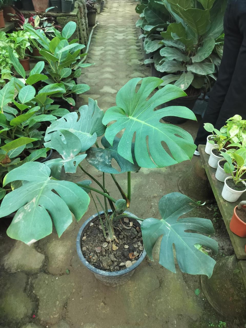 Monistera (Monstera) indoor plant for home and office in Noida and Delhi