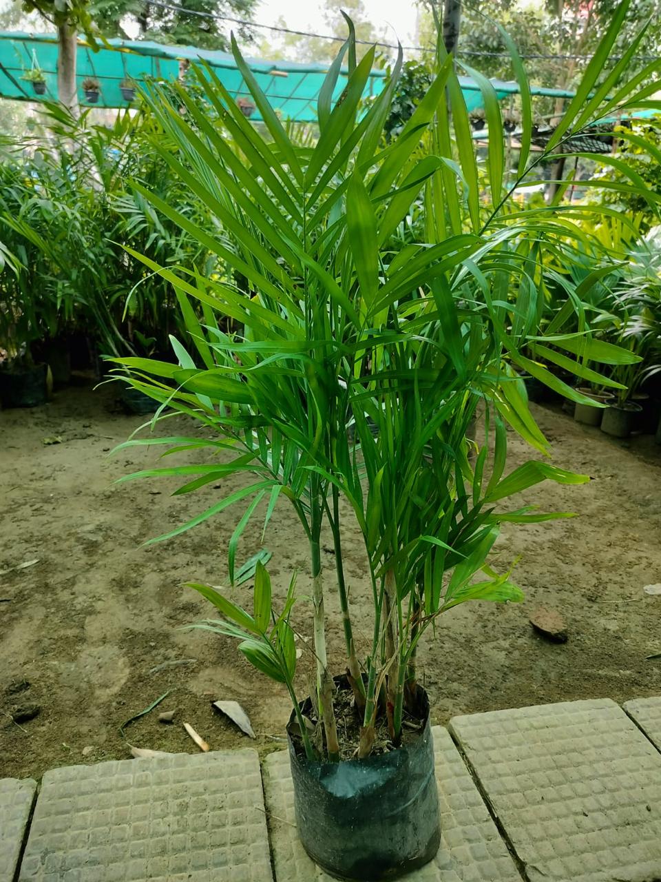Scodiume Palm (Areca Palm) indoor plant for home and office in Noida and Delhi