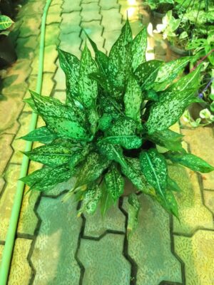 Snow White (Aglaonema) indoor plant for home and office in Noida and Delhi