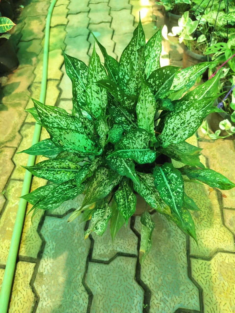 Snow White (Aglaonema) indoor plant for home and office in Noida and Delhi